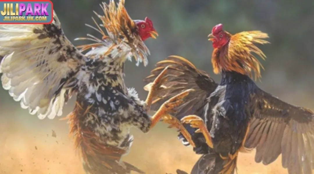 Diverse betting odds when participating in Sabong game lobby at JILIPARK